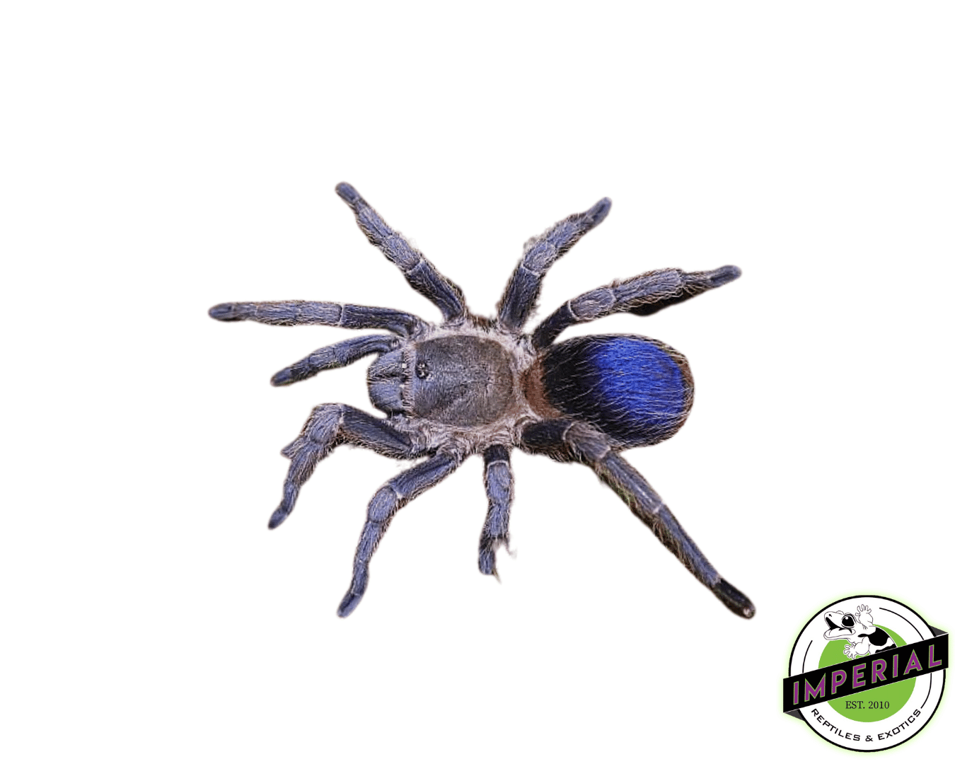Colombian Dwarf Blue Tarantula (Pseudhapalopus sp. 'Blue')