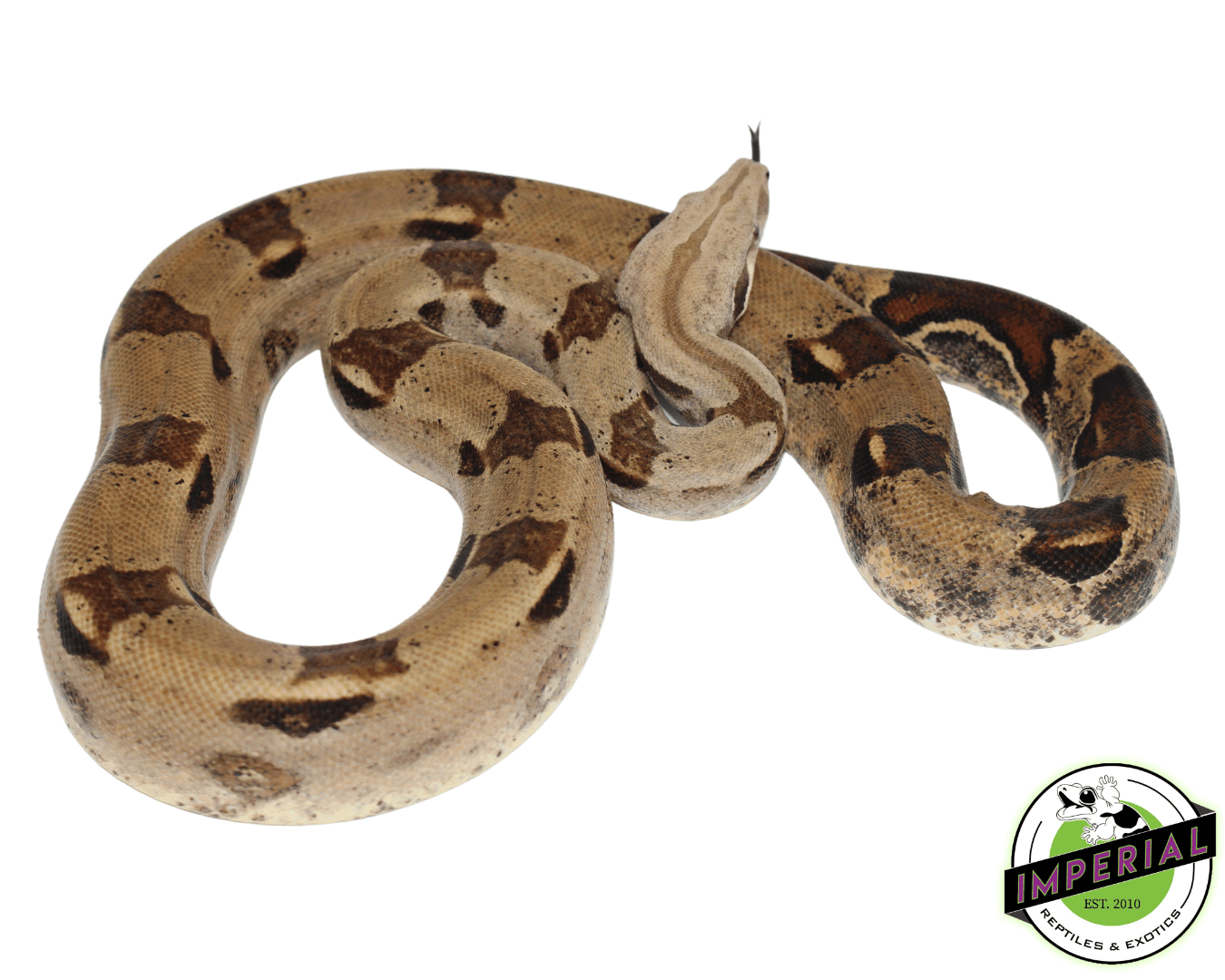 Colombian Red Tail Boa — image 2