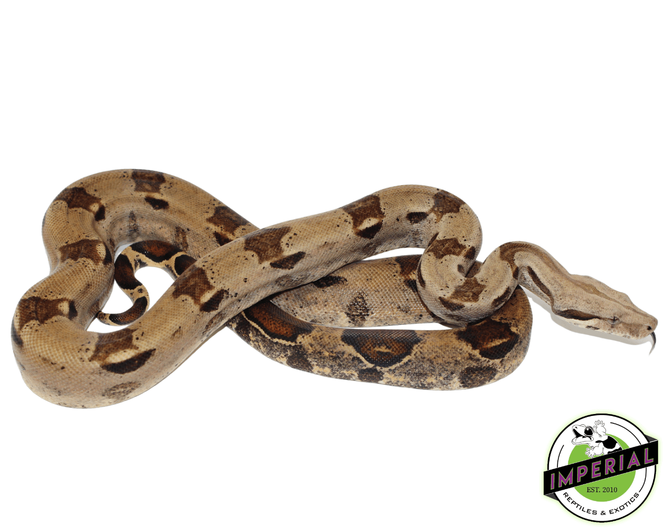 Colombian Red Tail Boa
