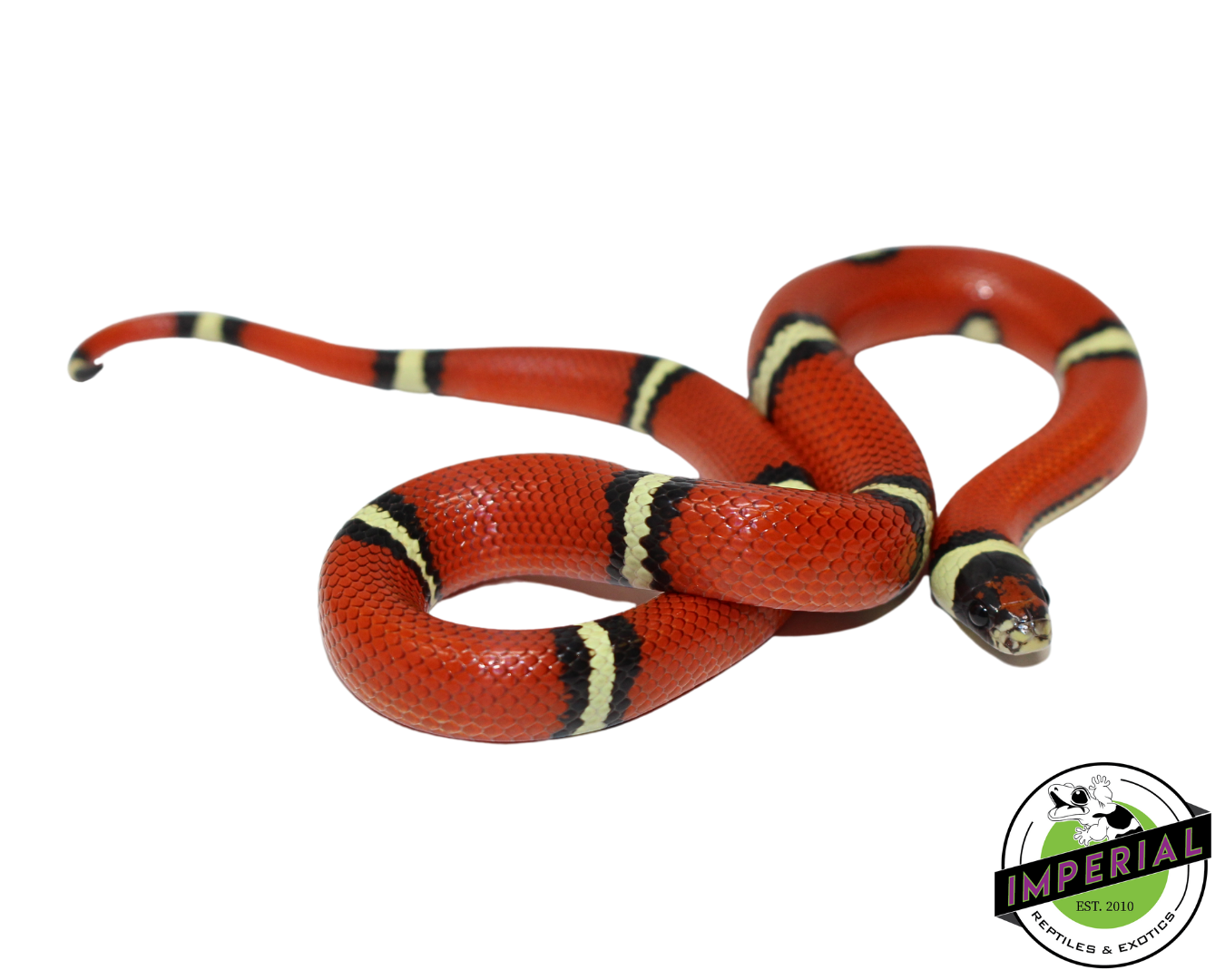 Cosala Locale Sinaloan Milk Snake Female (#11124-07)