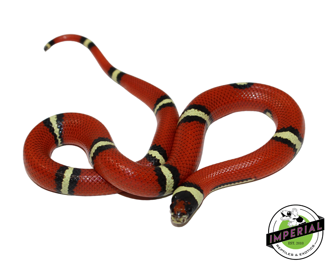 Cosala Locale Sinaloan Milk Snake Female (#11124-07) — image 2