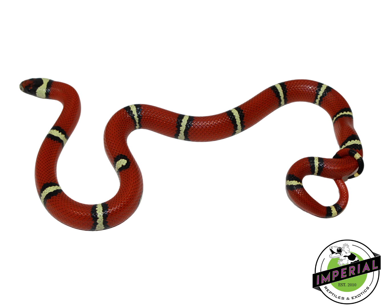 Cosala Locale Sinaloan Milk Snake Female (#11124-08) — image 2
