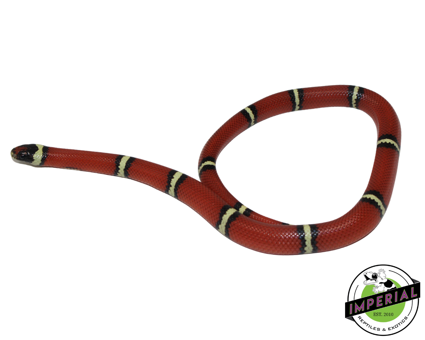 Cosala Locale Sinaloan Milk Snake Male (#11124-06)