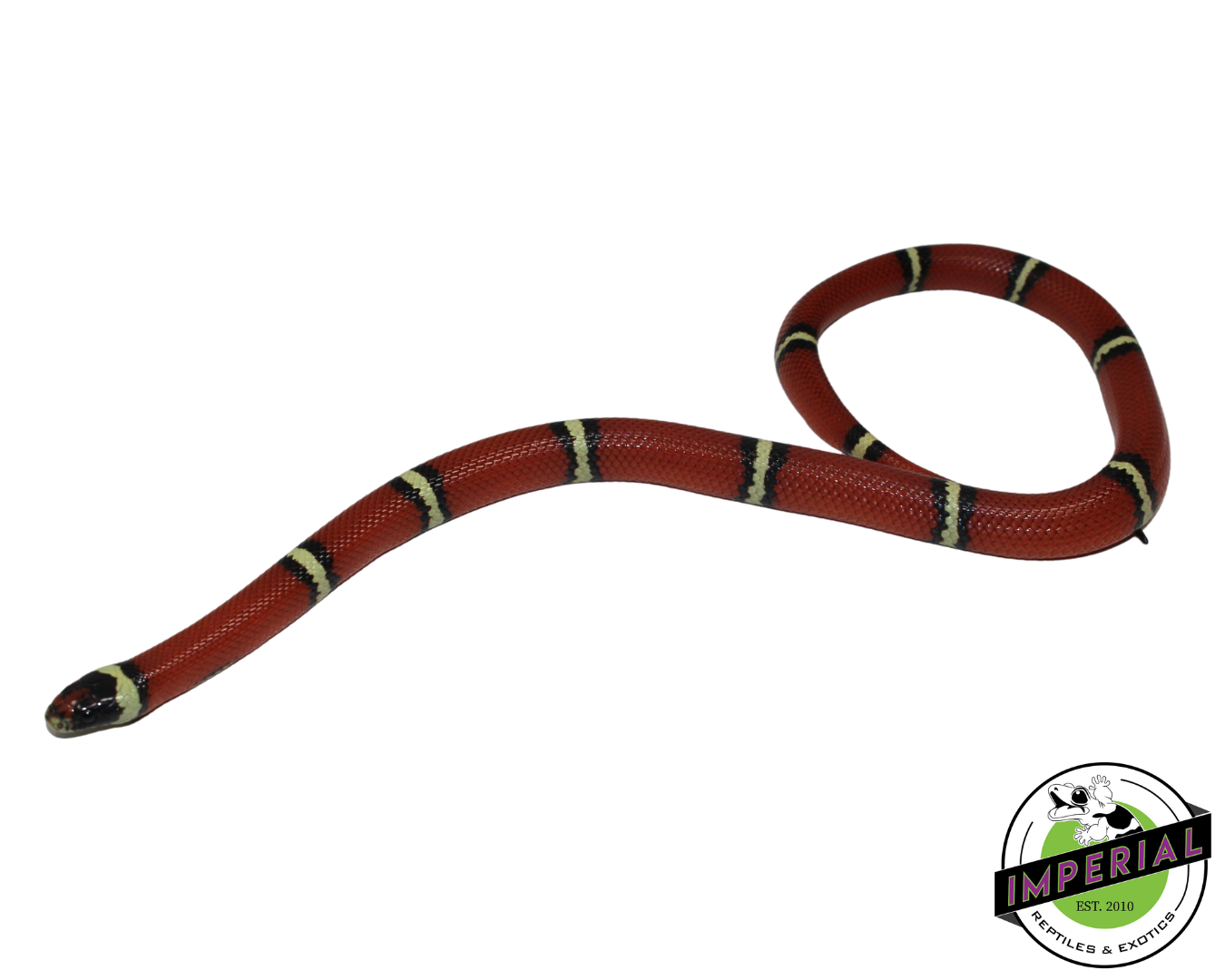 Cosala Locale Sinaloan Milk Snake Male (#11124-06) — image 2