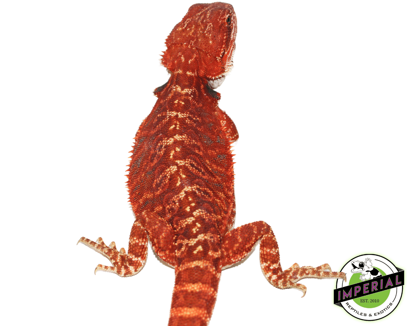 "Cosmic Red" Red Leatherback Female #11223-02 — image 2