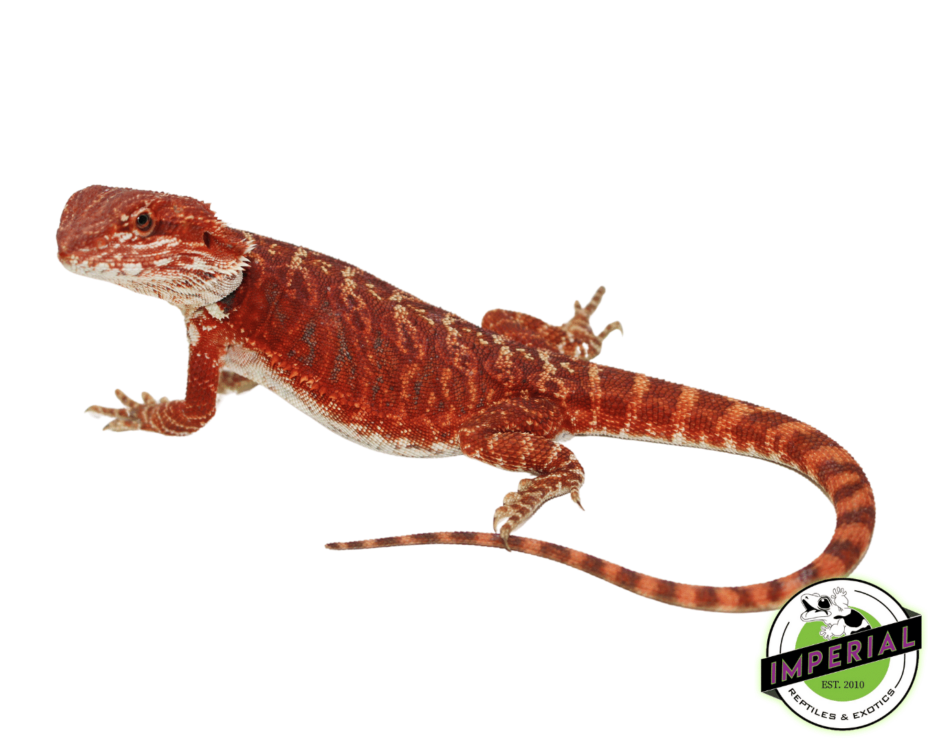 "Cosmic Red" Red Leatherback Female #11223-02