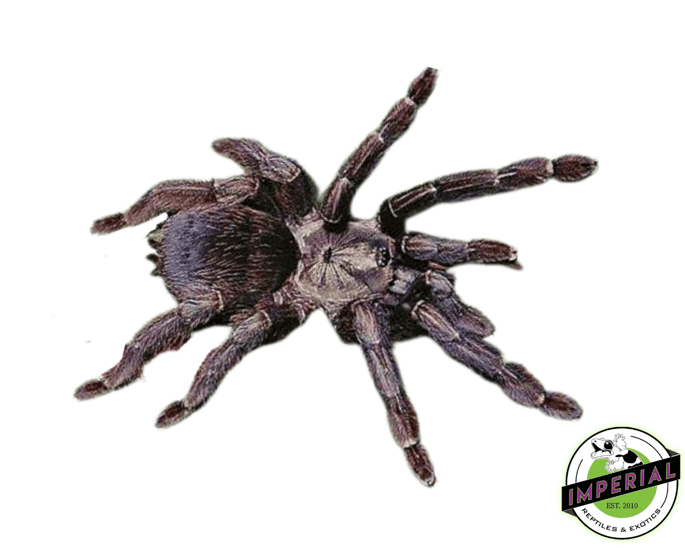 Costa Rican Orange Mouth Tarantula (Psalmopoeus reduncus)