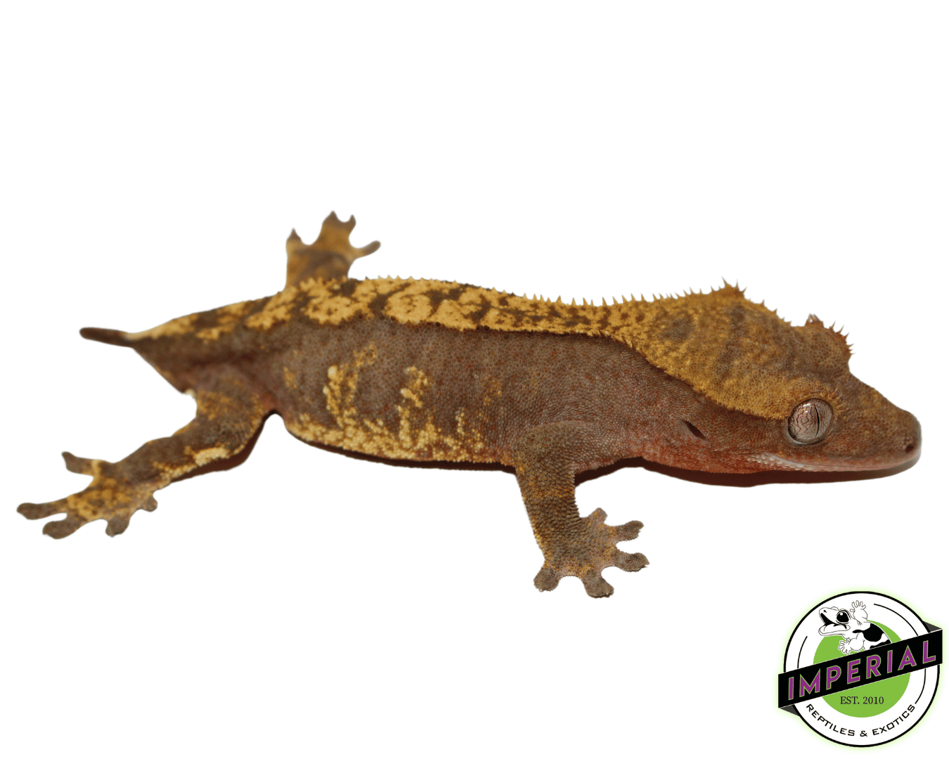 Crested Gecko Adult Female