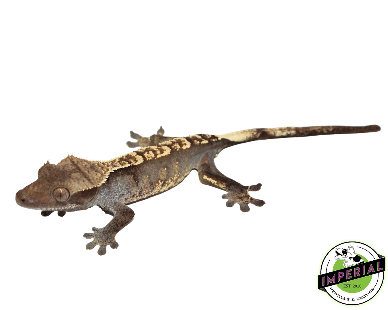 Crested Gecko Young Adult Female