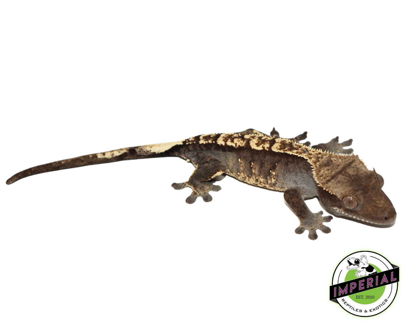 Crested Gecko Young Adult Female — image 2