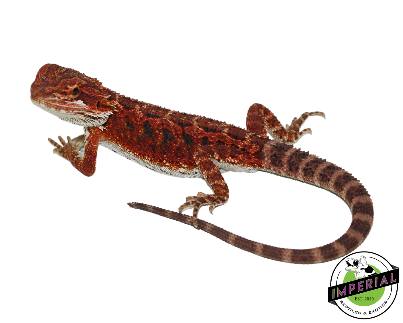 "Crimson" Red Bearded Dragon Male (#111424-10)