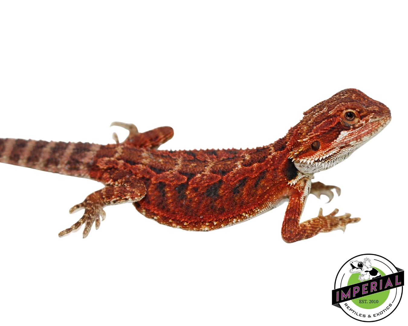 "Crimson" Red Bearded Dragon Male (#111424-10) — image 2
