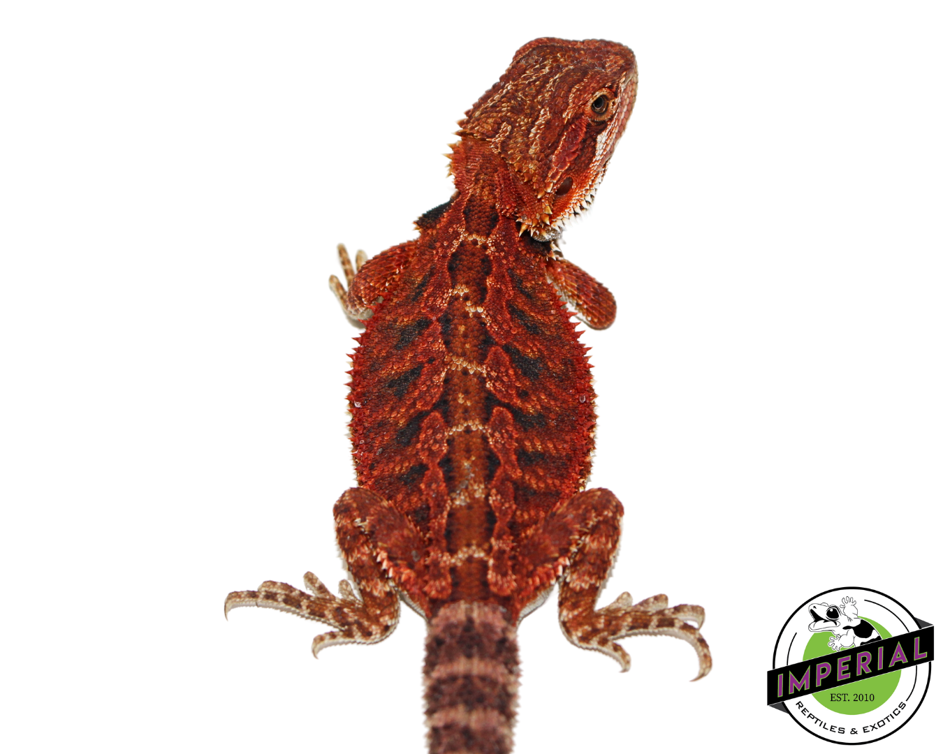 "Crimson" Red Bearded Dragon Male (#111424-10) — image 3