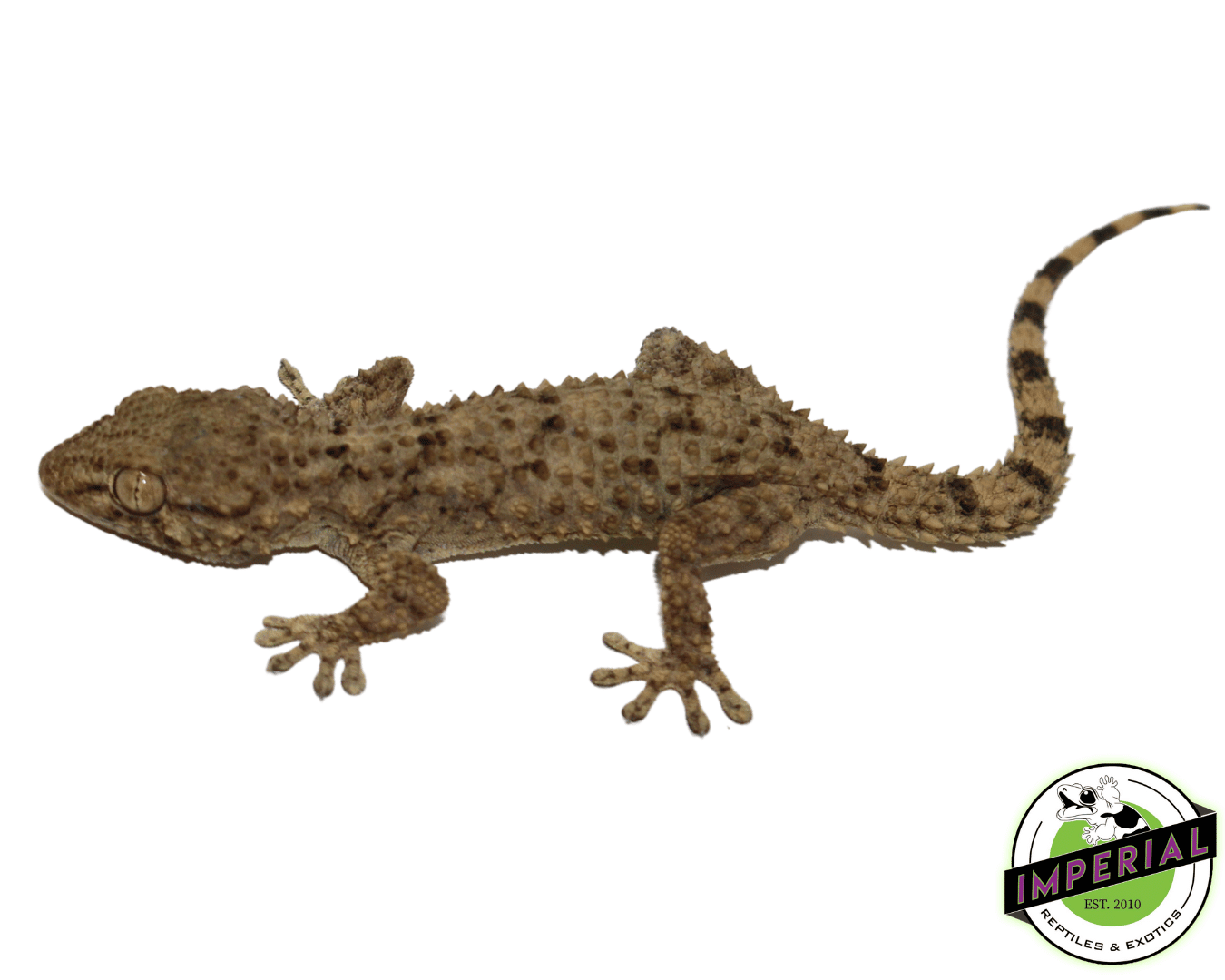 Crocodile Gecko