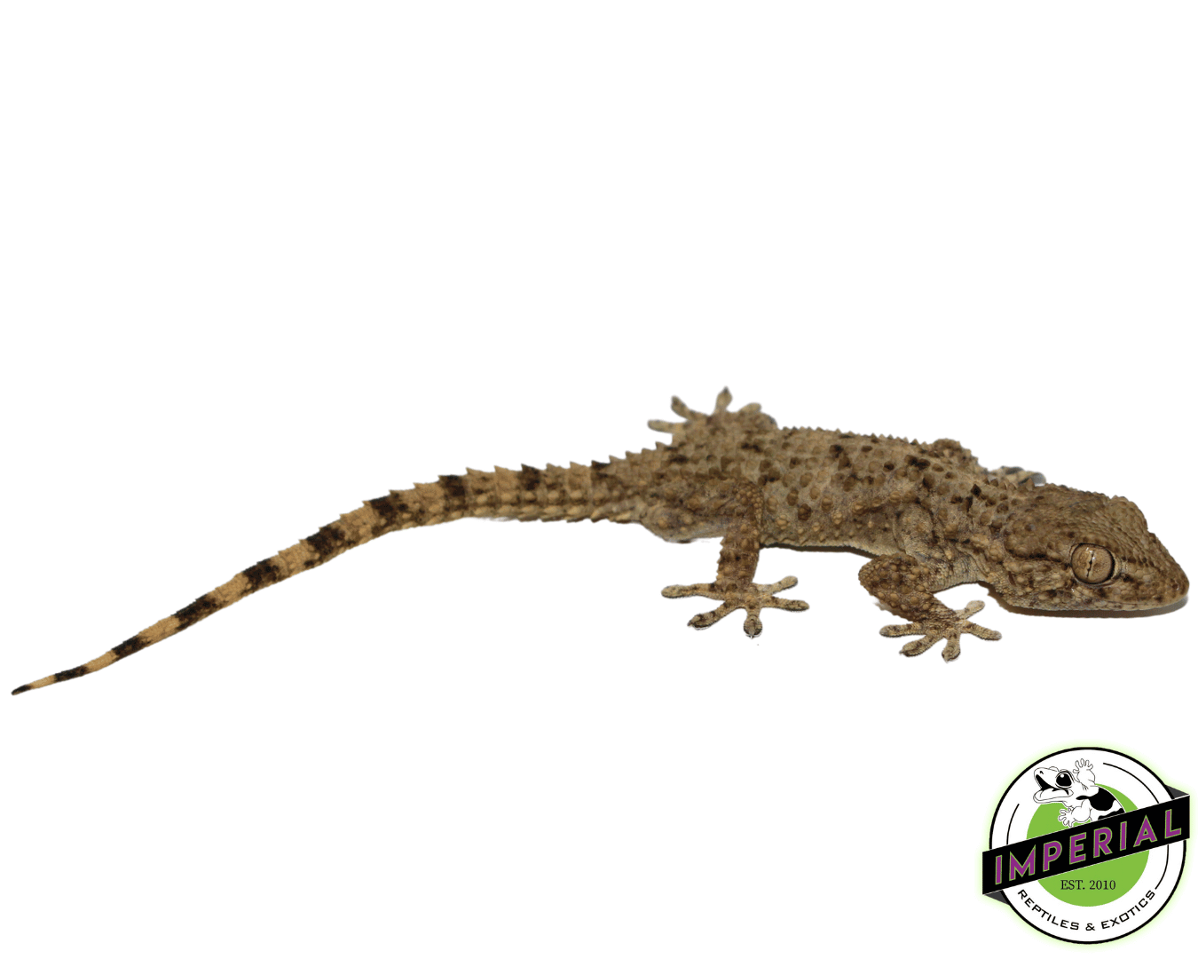 Crocodile Gecko — image 2