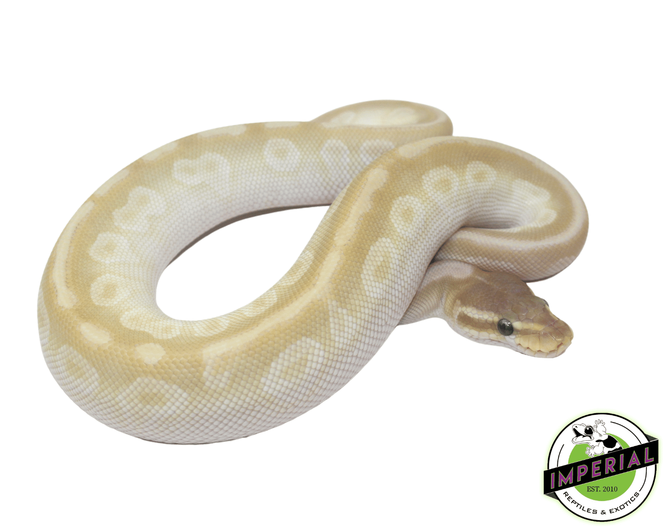 Crystal Ball Python — image 2