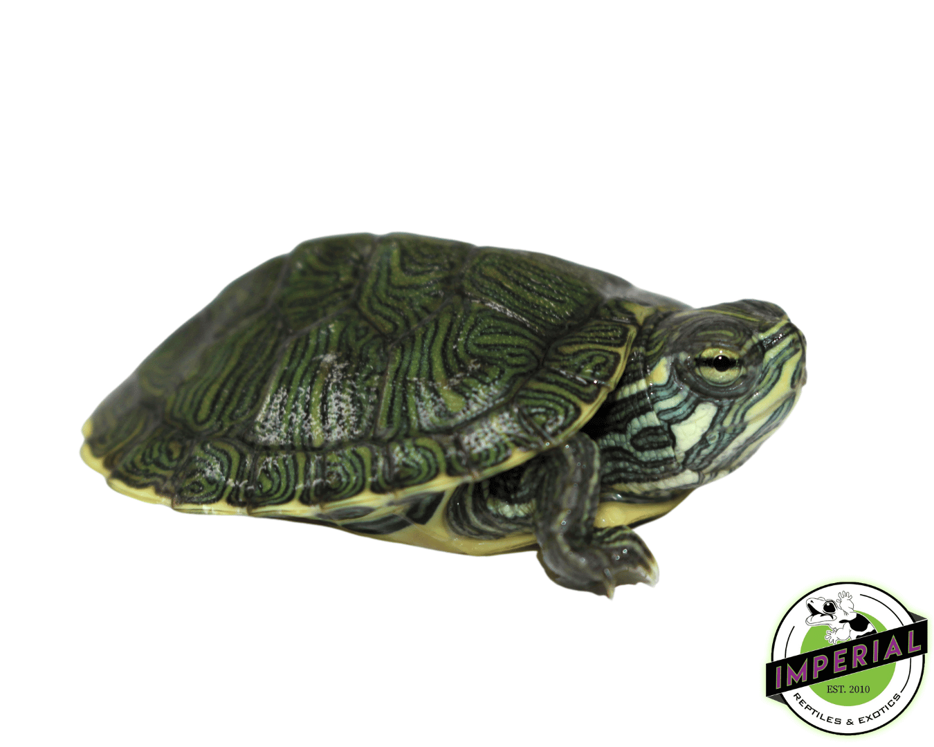 Cumberland Slider Baby — image 2