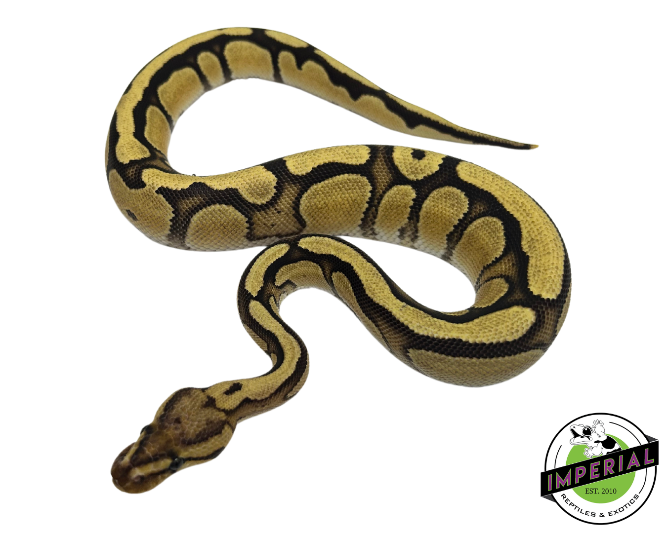 Cypress Orange Dream Enchi Yellowbelly Ball Python — image 2