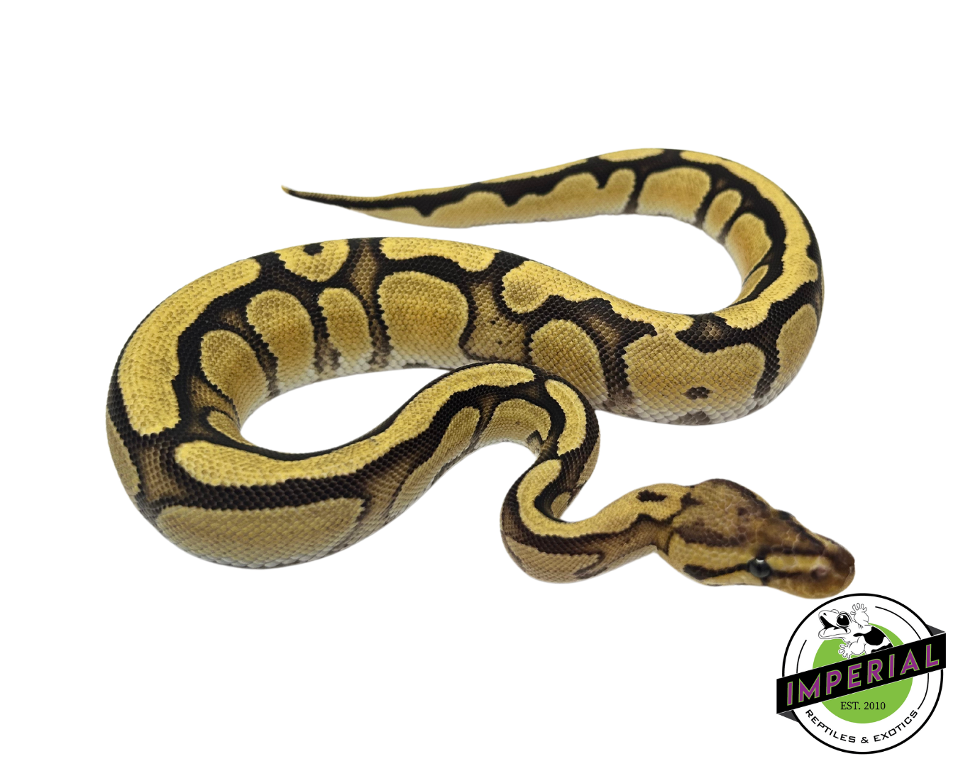 Cypress Orange Dream Enchi Yellowbelly Ball Python
