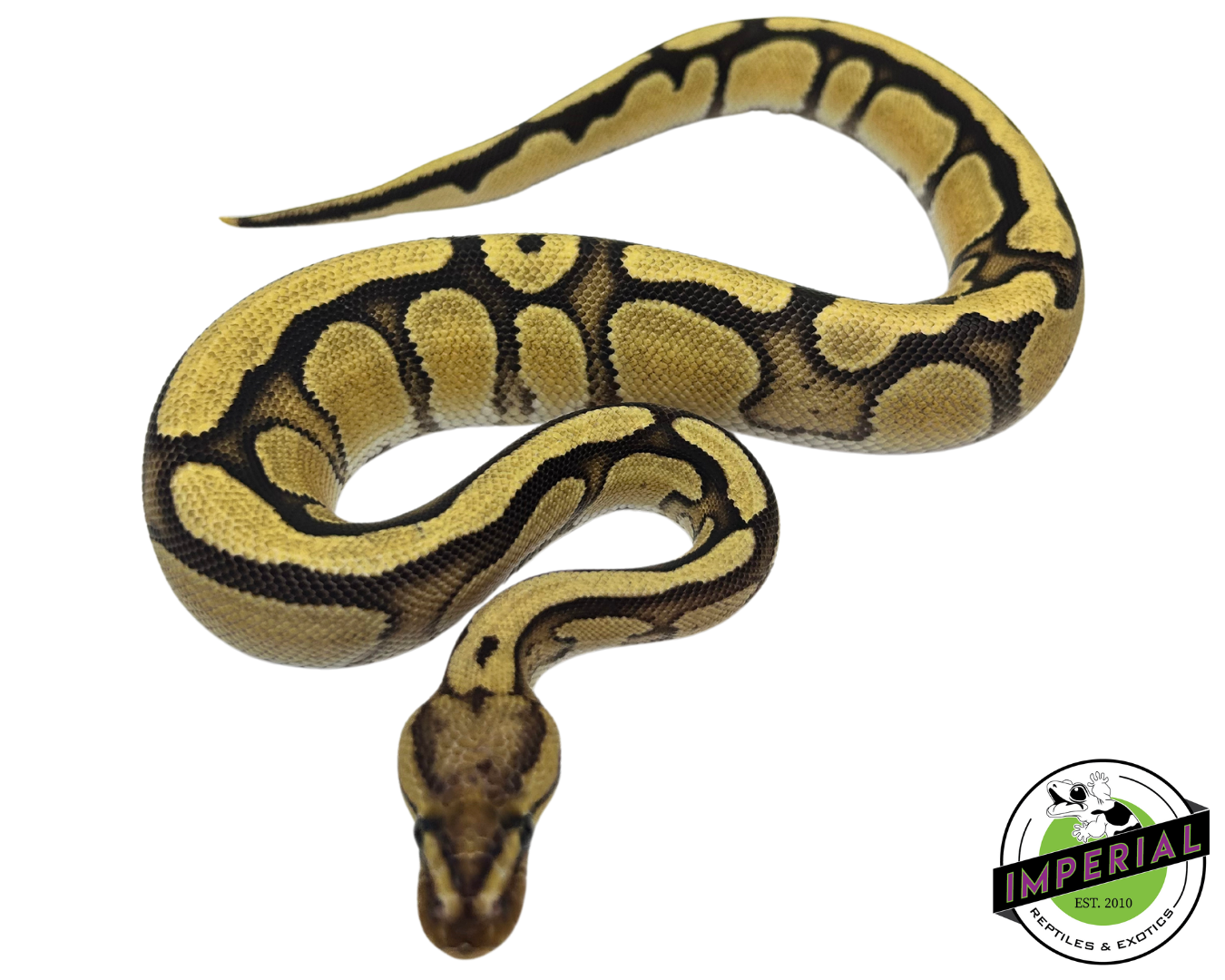 Cypress Orange Dream Enchi Yellowbelly Ball Python — image 3
