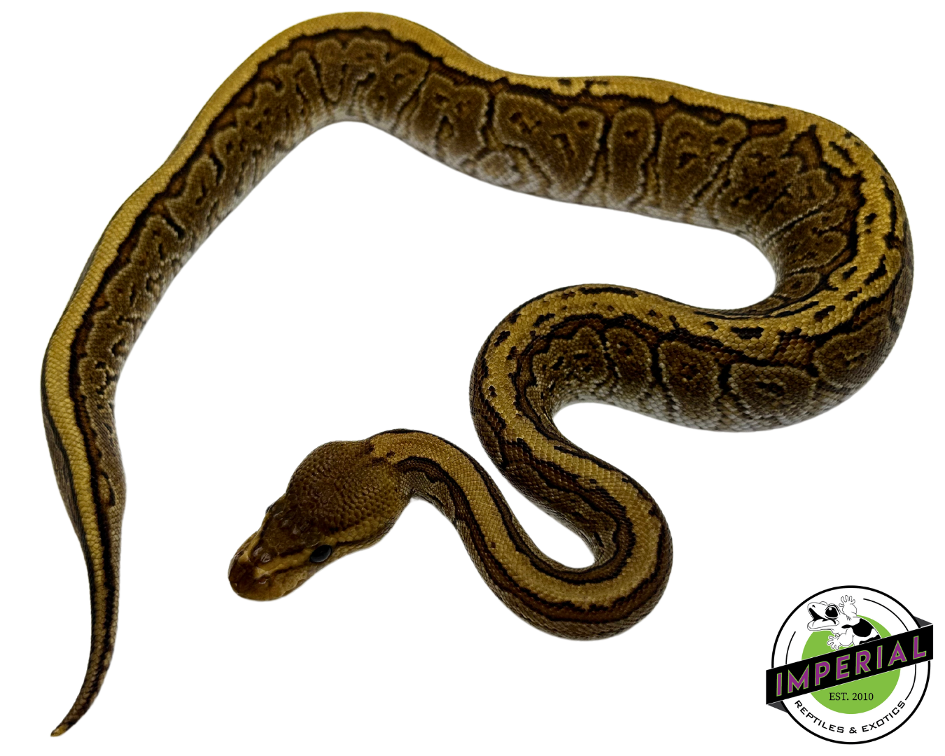 Cypress Pinstripe Ball Python