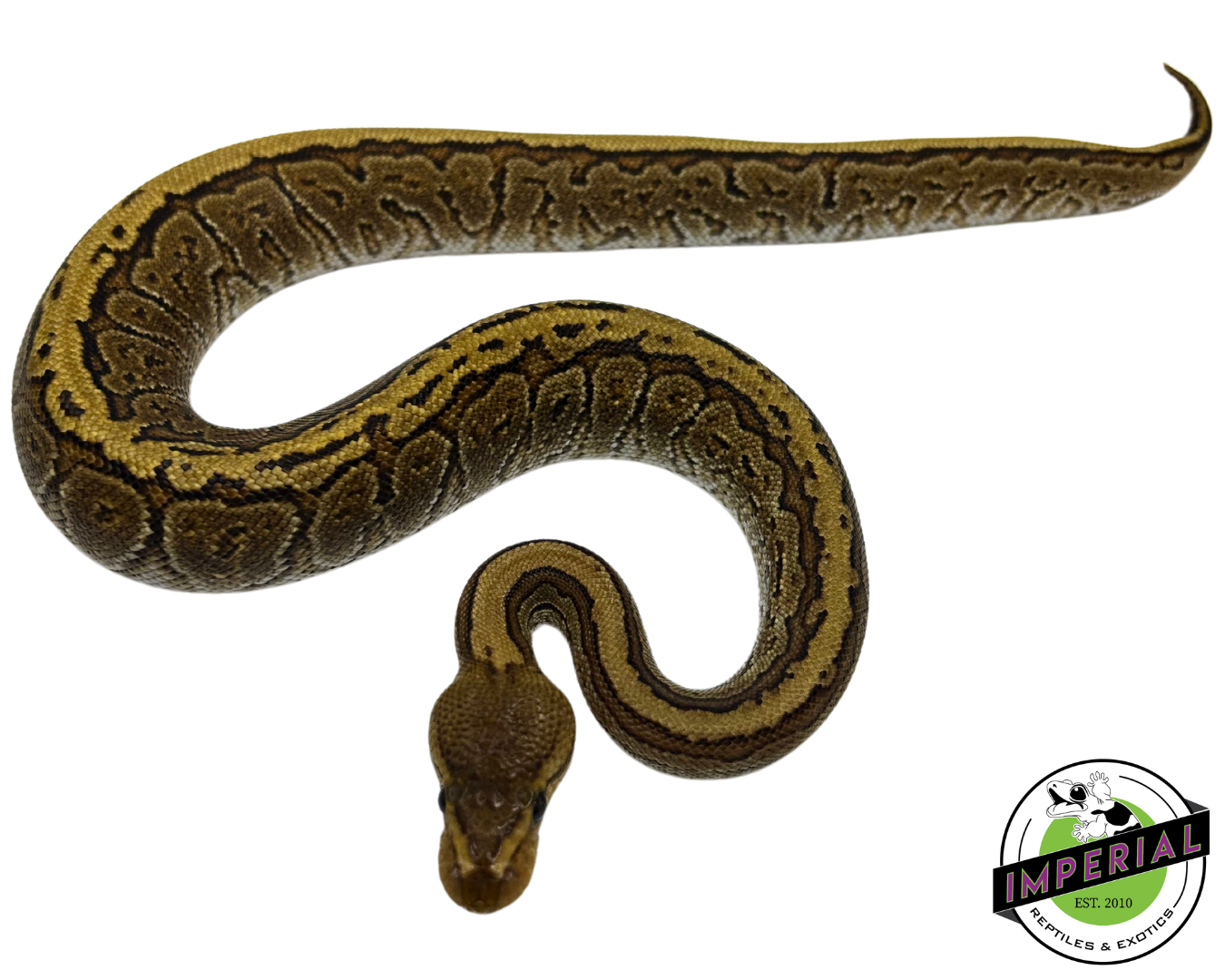 Cypress Pinstripe Ball Python — image 3