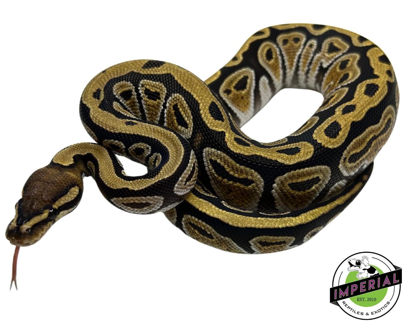 Cypress Yellowbelly Ball Python — image 2