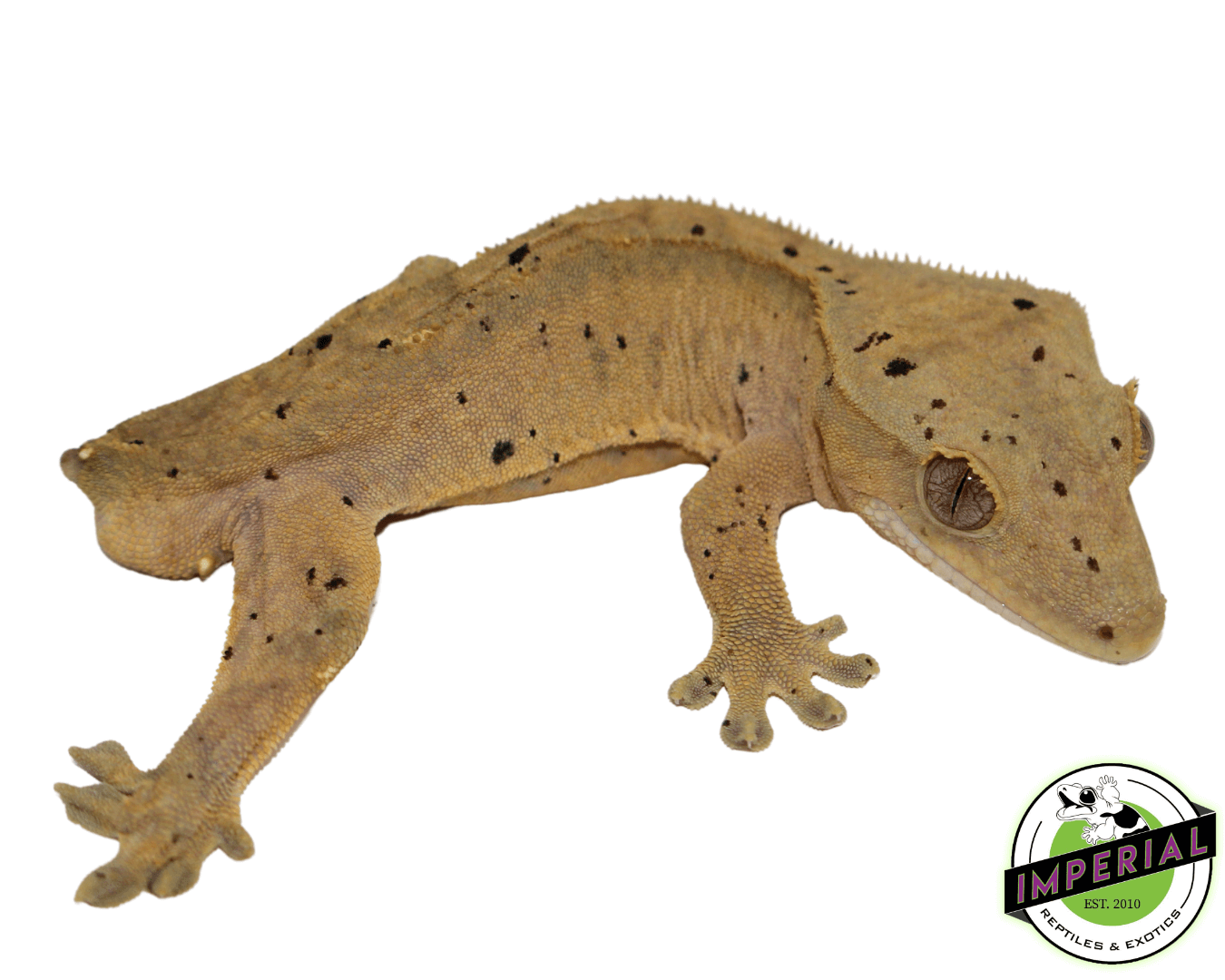 Dalmatian Crested Gecko Young Adult Male — image 2
