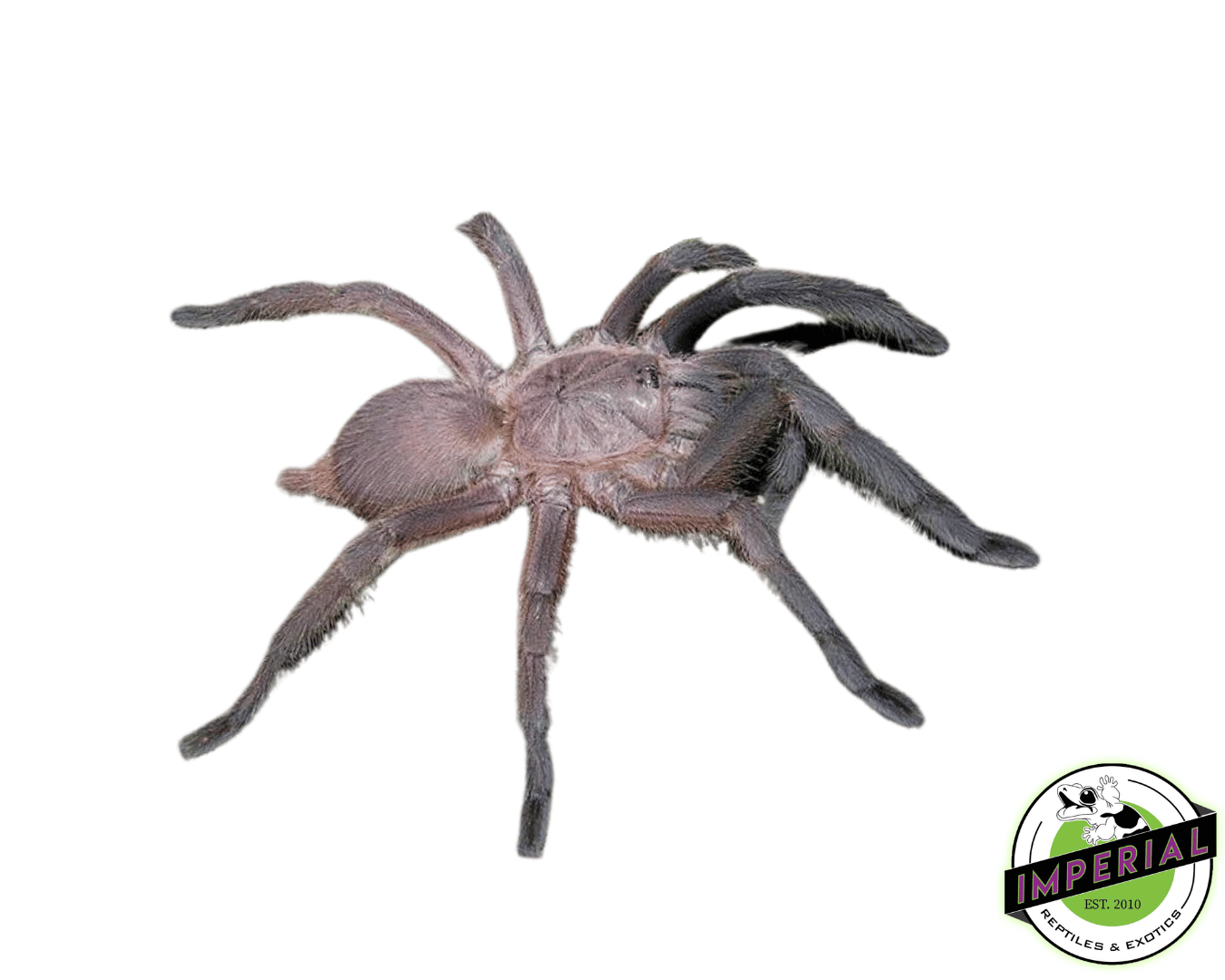 Dark-Earth Tiger Tarantula (Chilobrachys sp. 'Krachan')