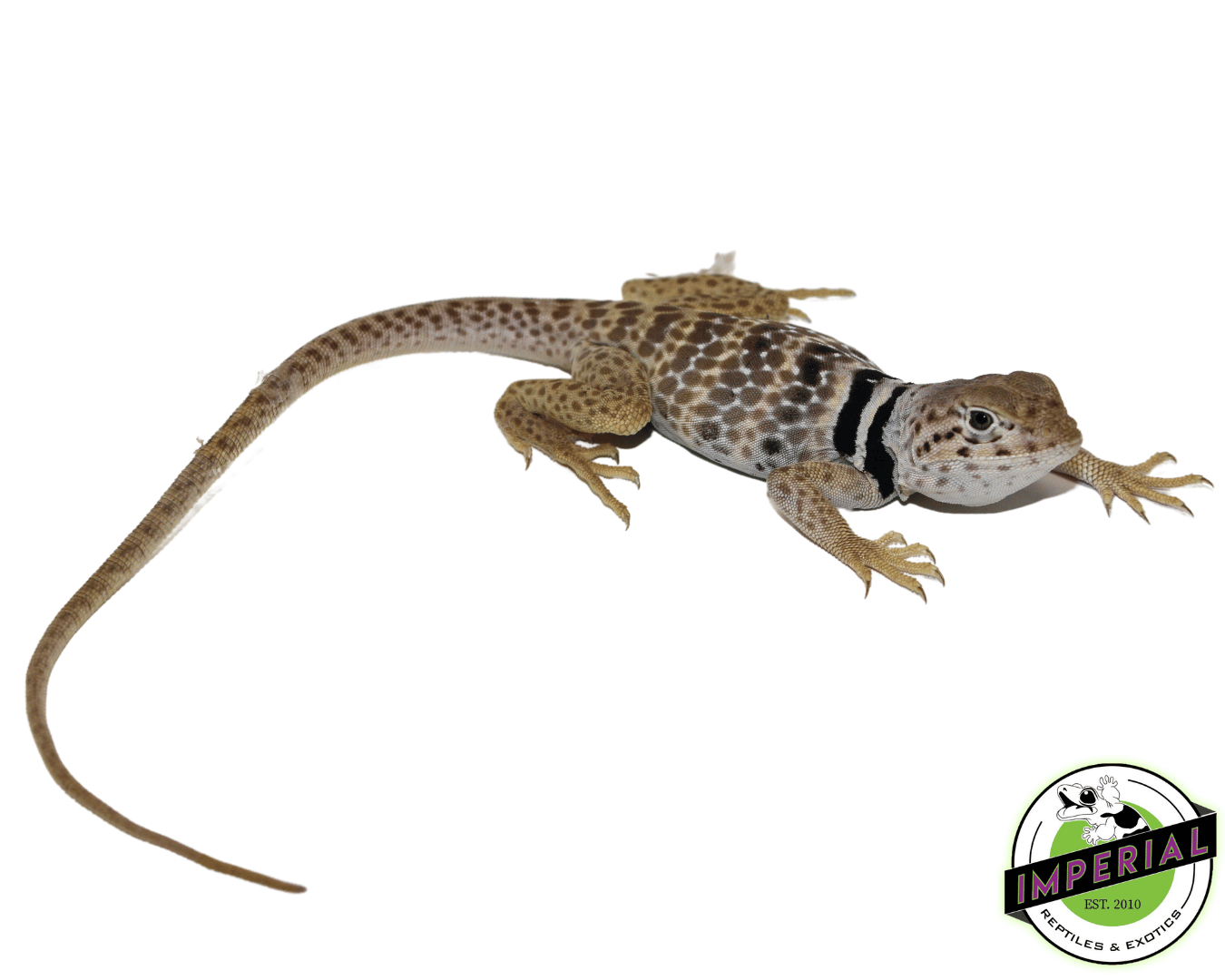 Desert Collard Lizard Juvenile
