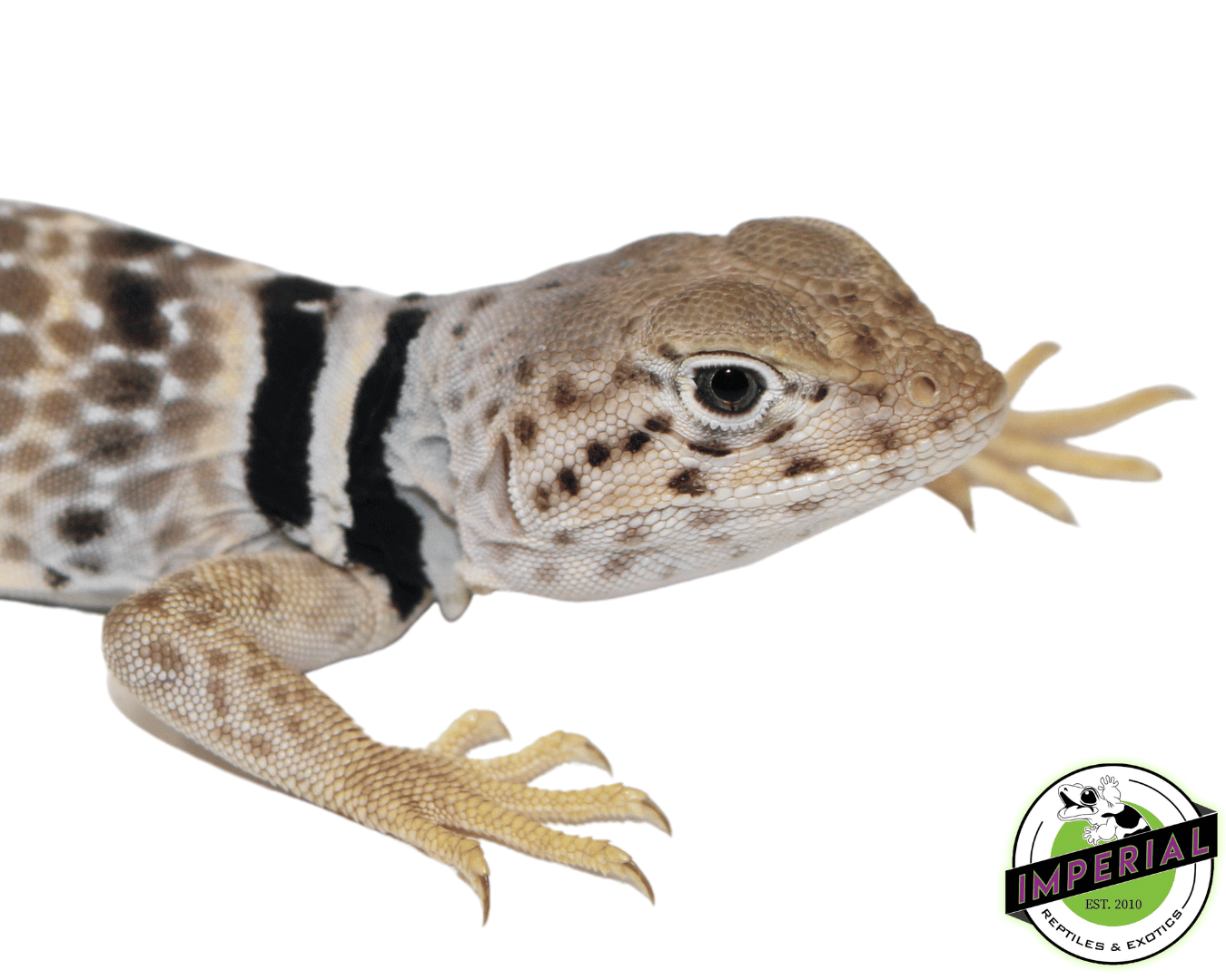 Desert Collard Lizard Juvenile — image 2