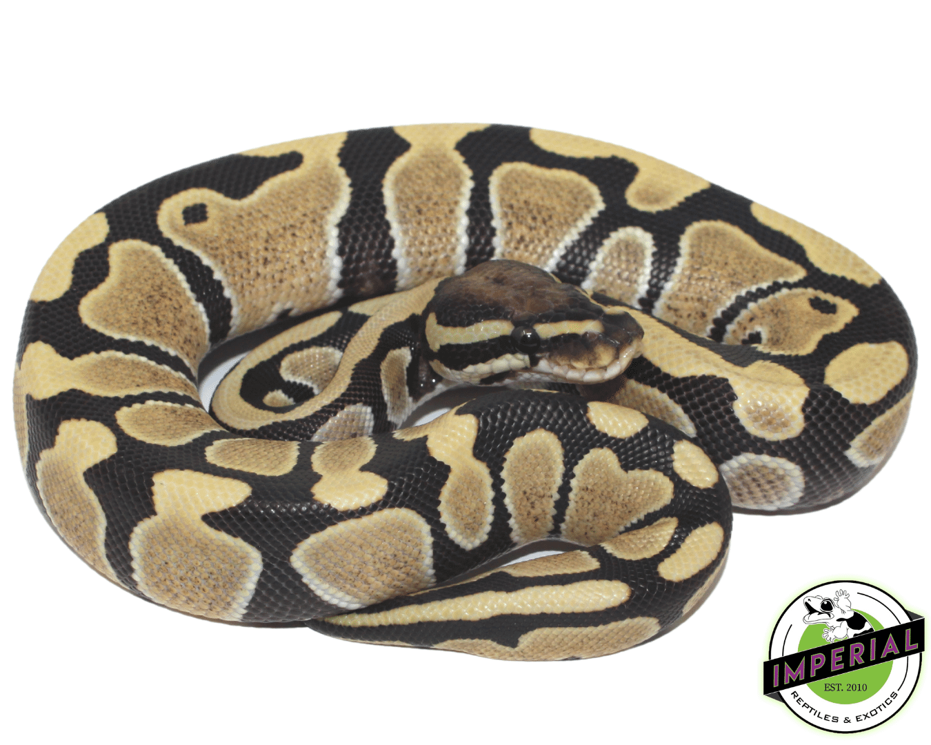 Desert Ghost Ball Python — image 2