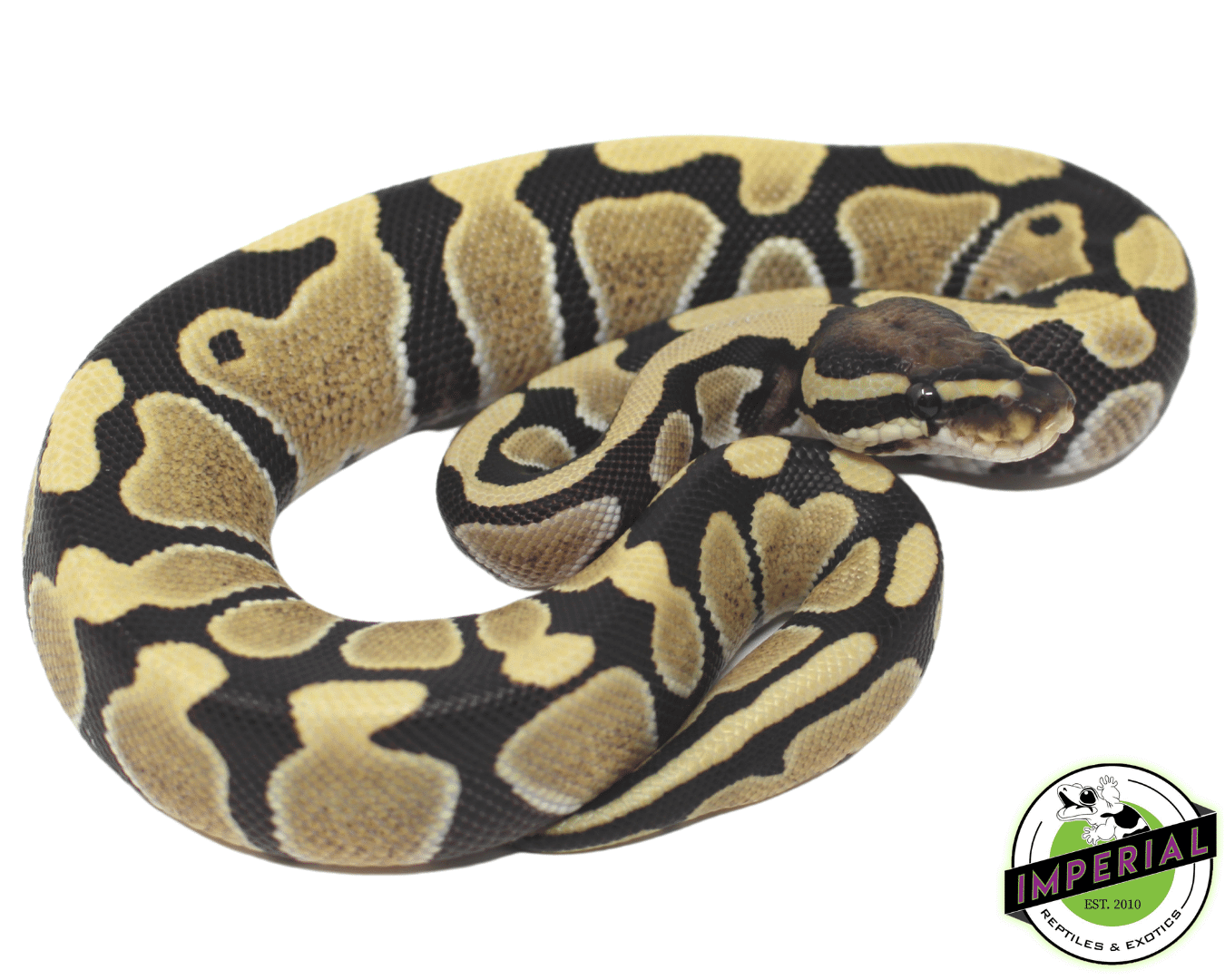 Desert Ghost Ball Python