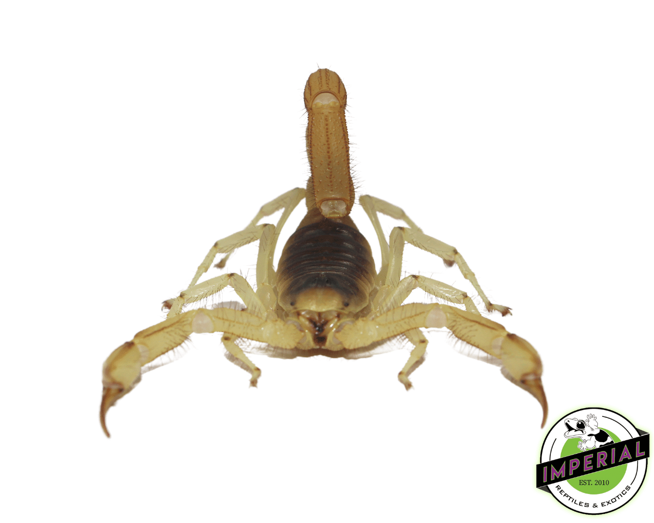 Desert Hairy Scorpion — image 2