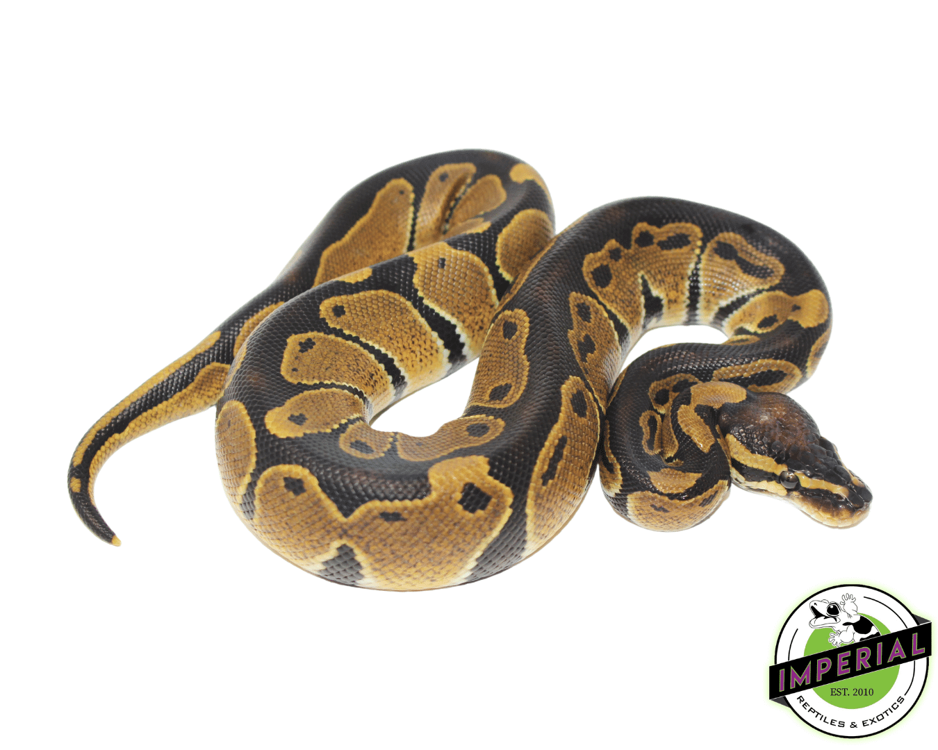Dinker Import Ball Python
