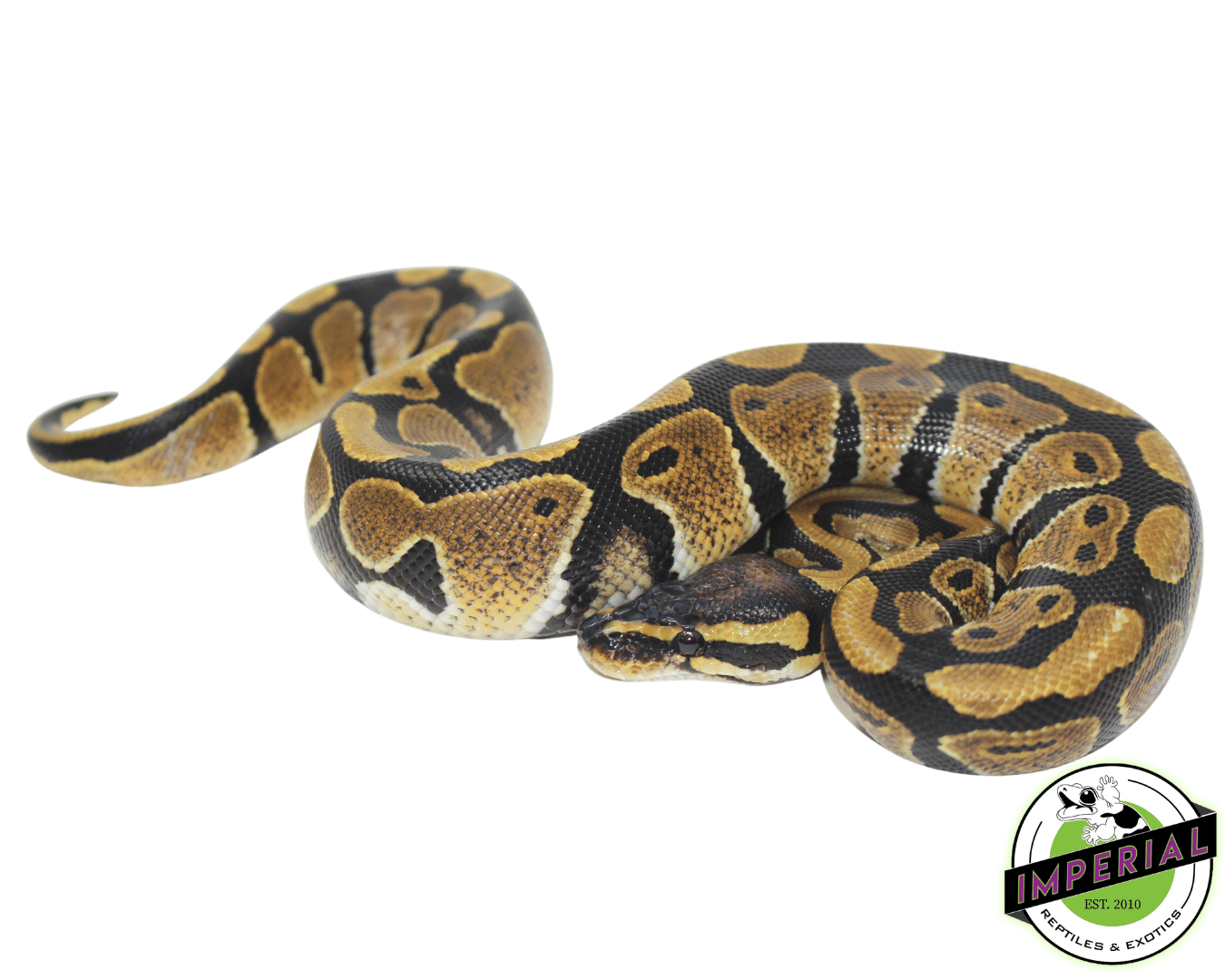 Dinker Import Ball Python — image 3