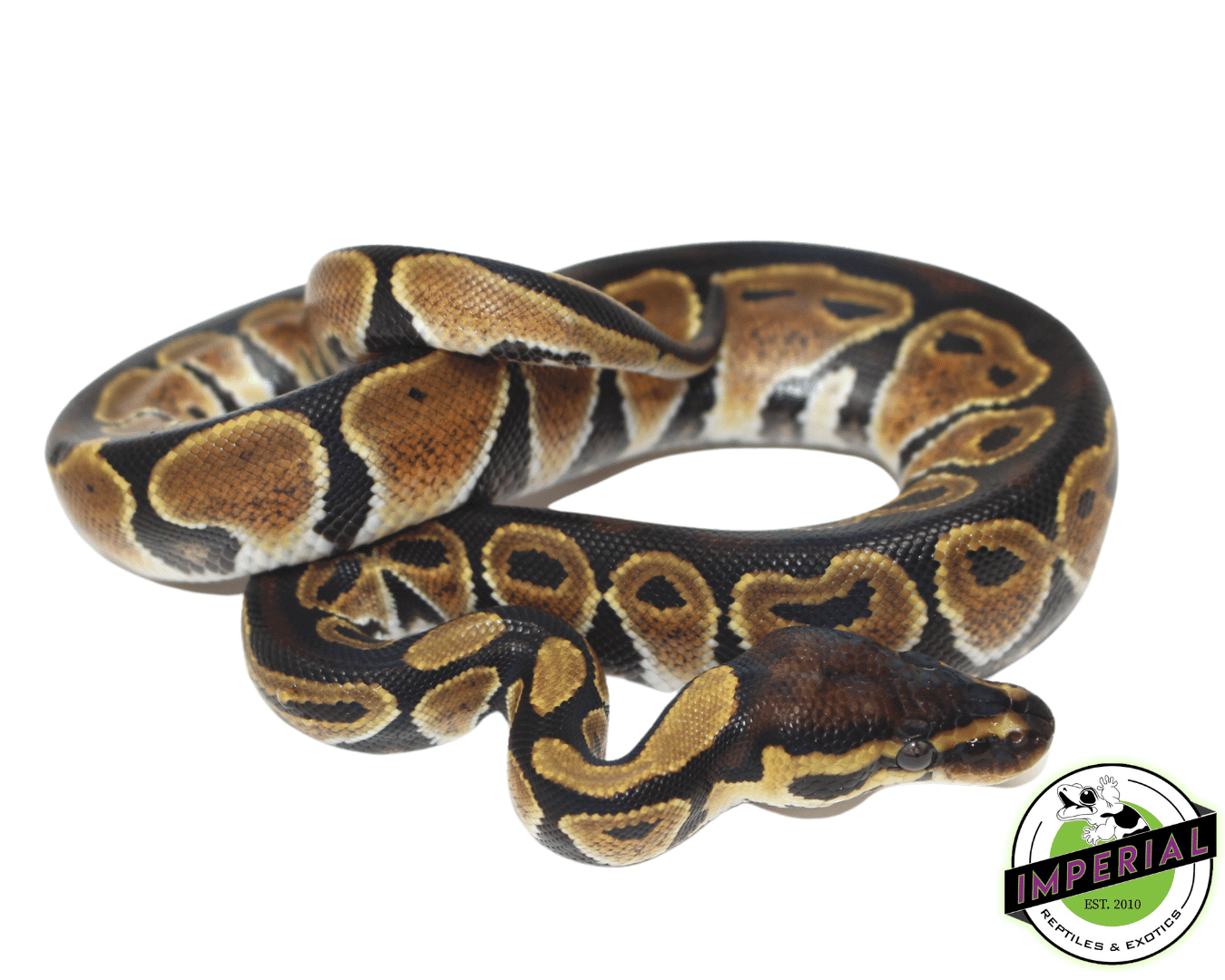 Dinker Import Ball Python — image 2
