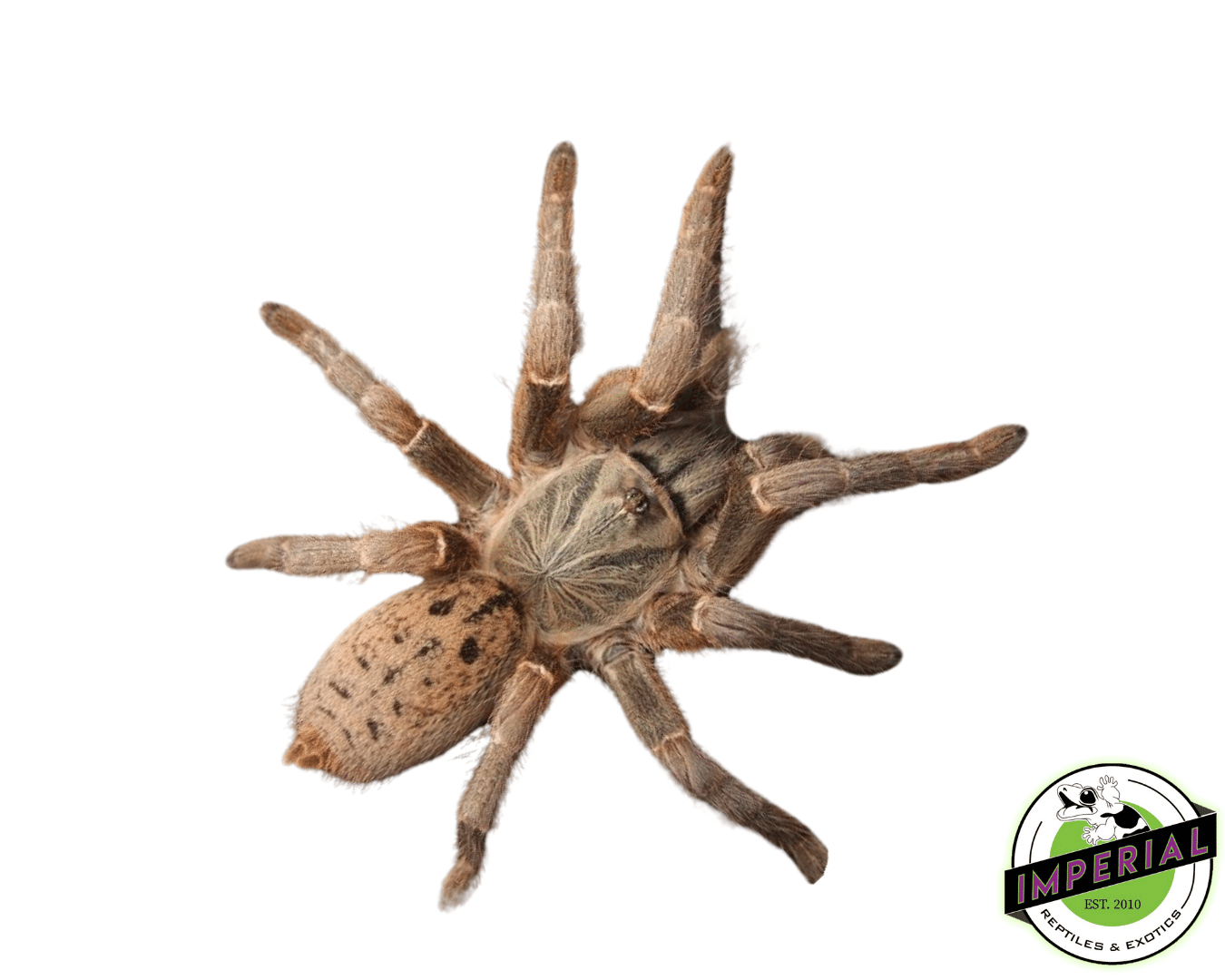 Dodoma Baboon Tarantula (Pterinochilus lugardi)