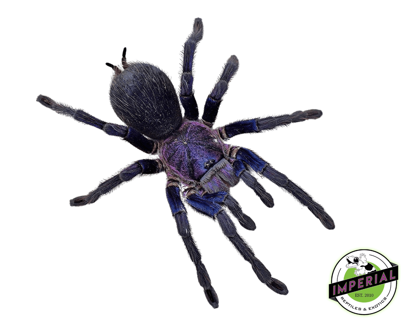 Dominican Purple Bird-eater Tarantula (Phormictopus sp. 'Dominican Purple')