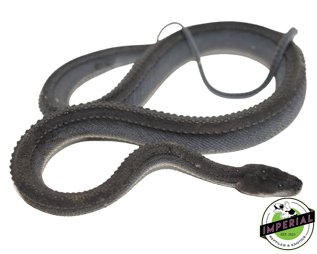 Dragon Snake