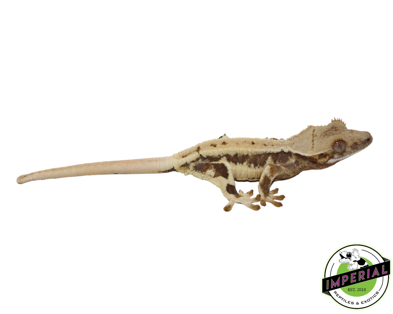 “Drippy” Lilly White Crested Gecko (#4523-01)