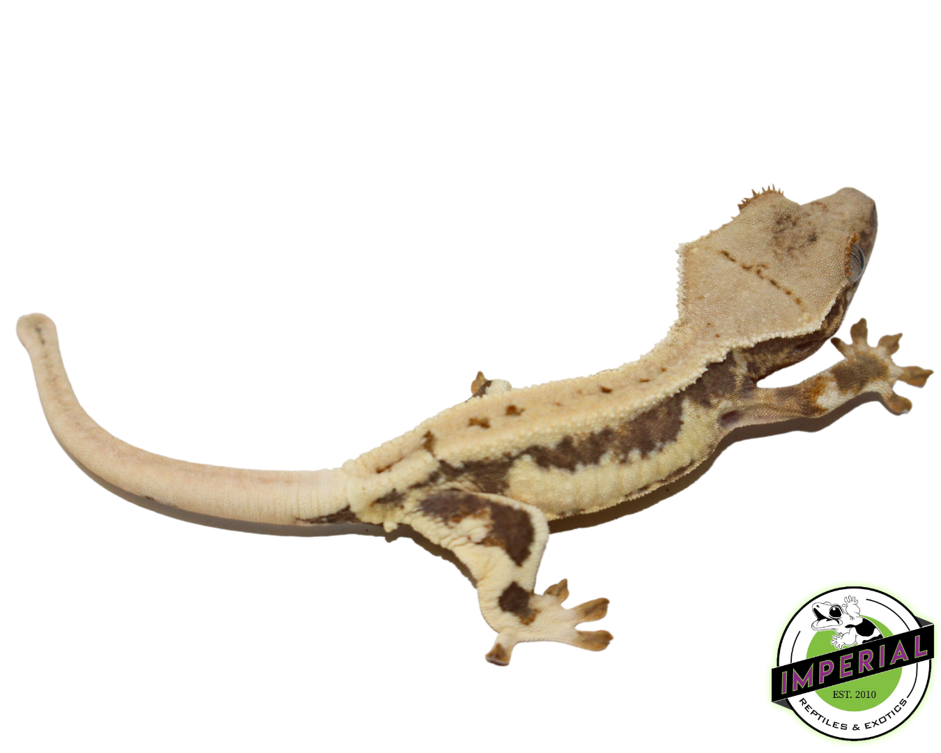 “Drippy” Lilly White Crested Gecko (#4523-01) — image 2