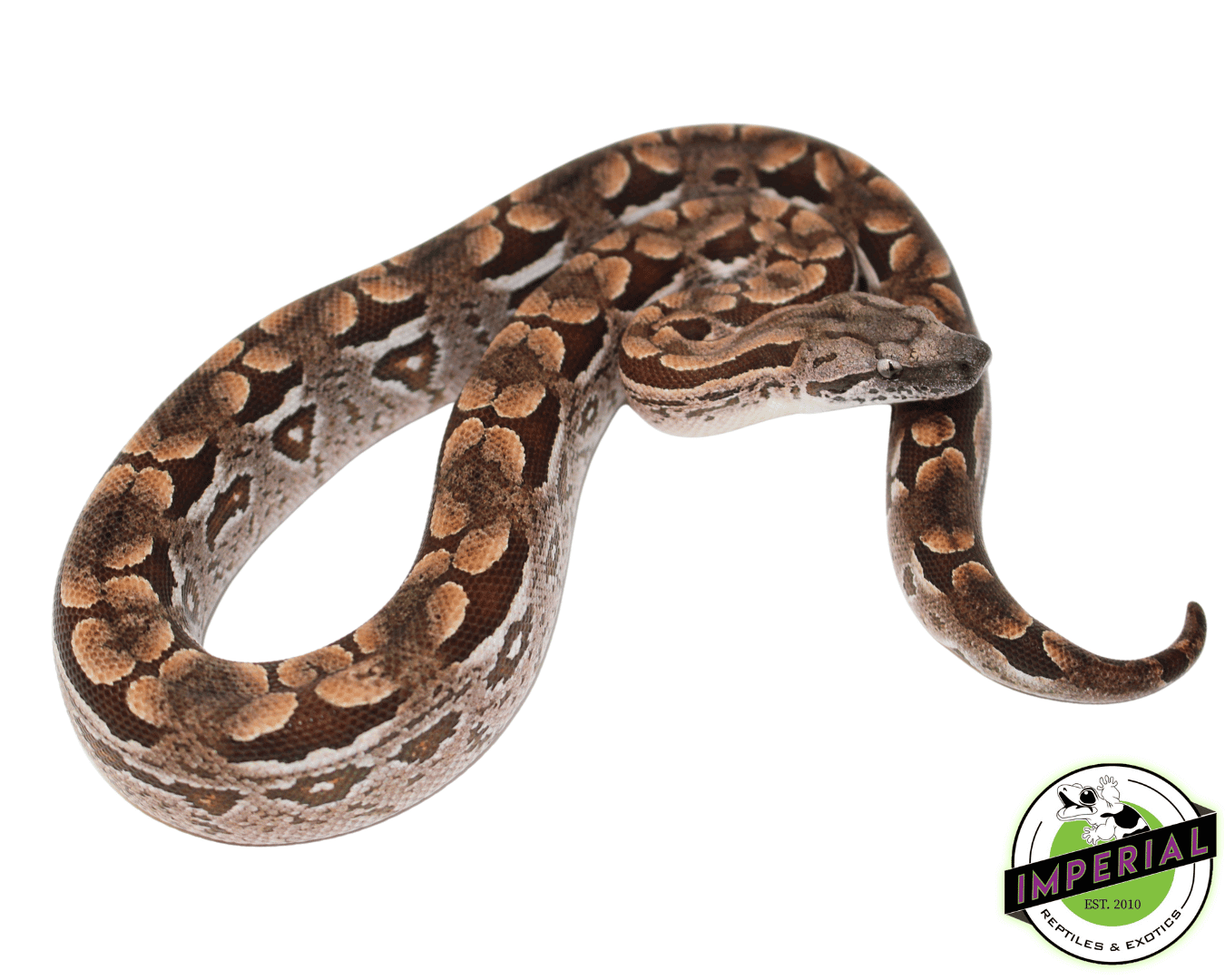 Dumeril's Boa Baby