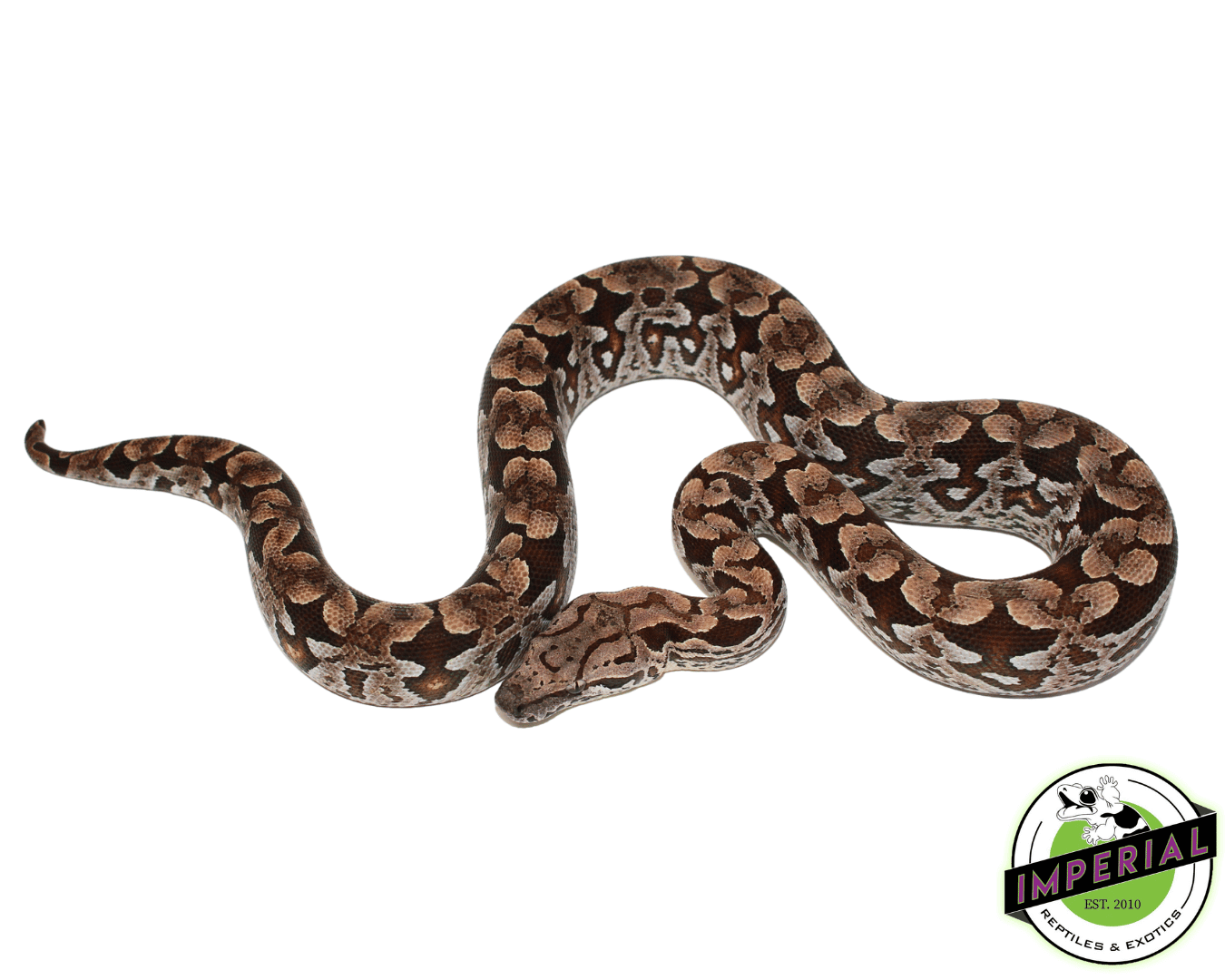 Dumeril's Boa Baby — image 2