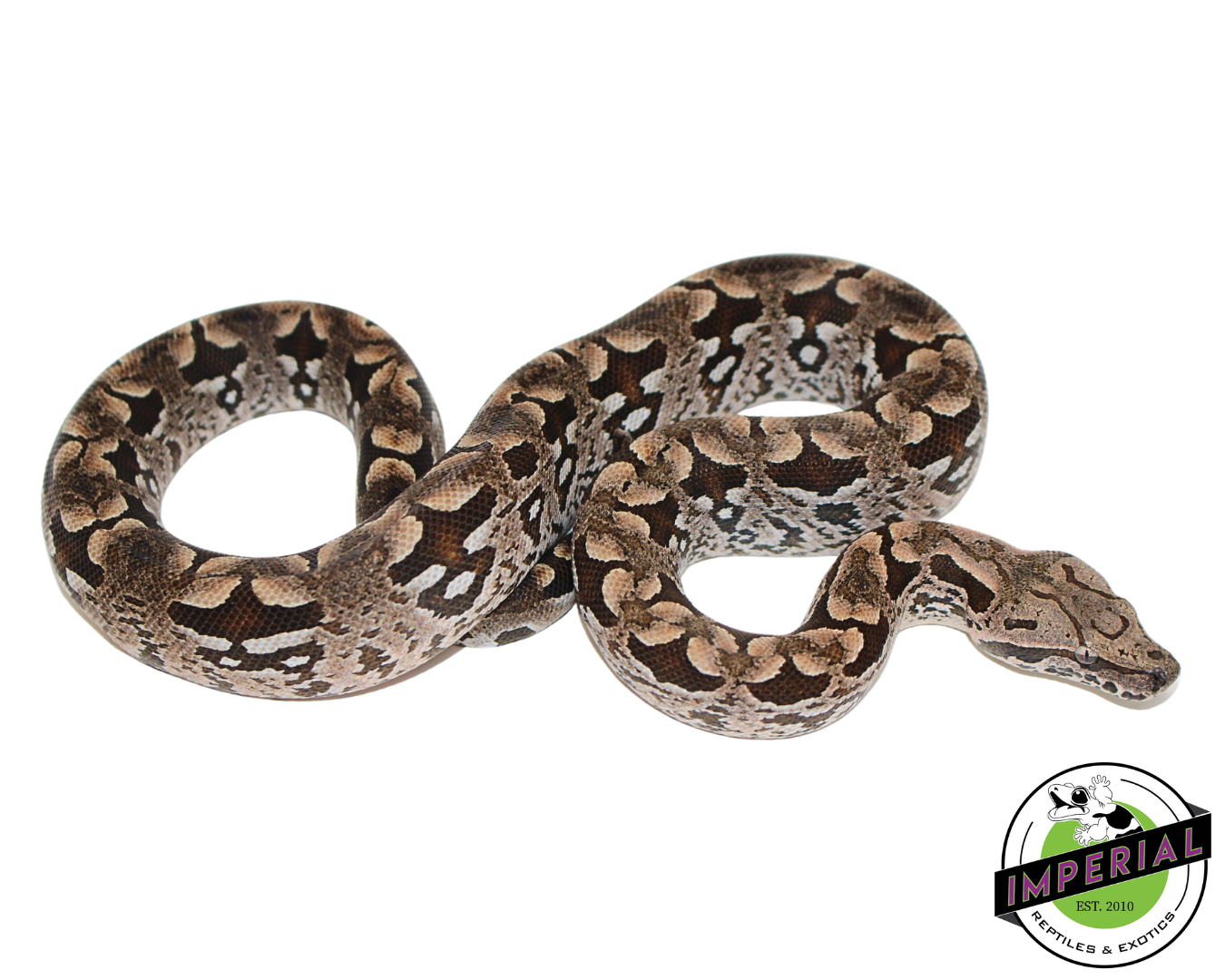 Dumeril's Boa Female (#112624-02) — image 2
