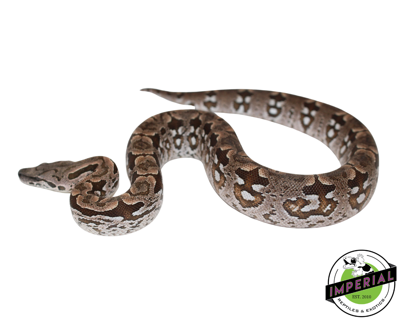 Dumeril's Boa Male (#112624-01) — image 2