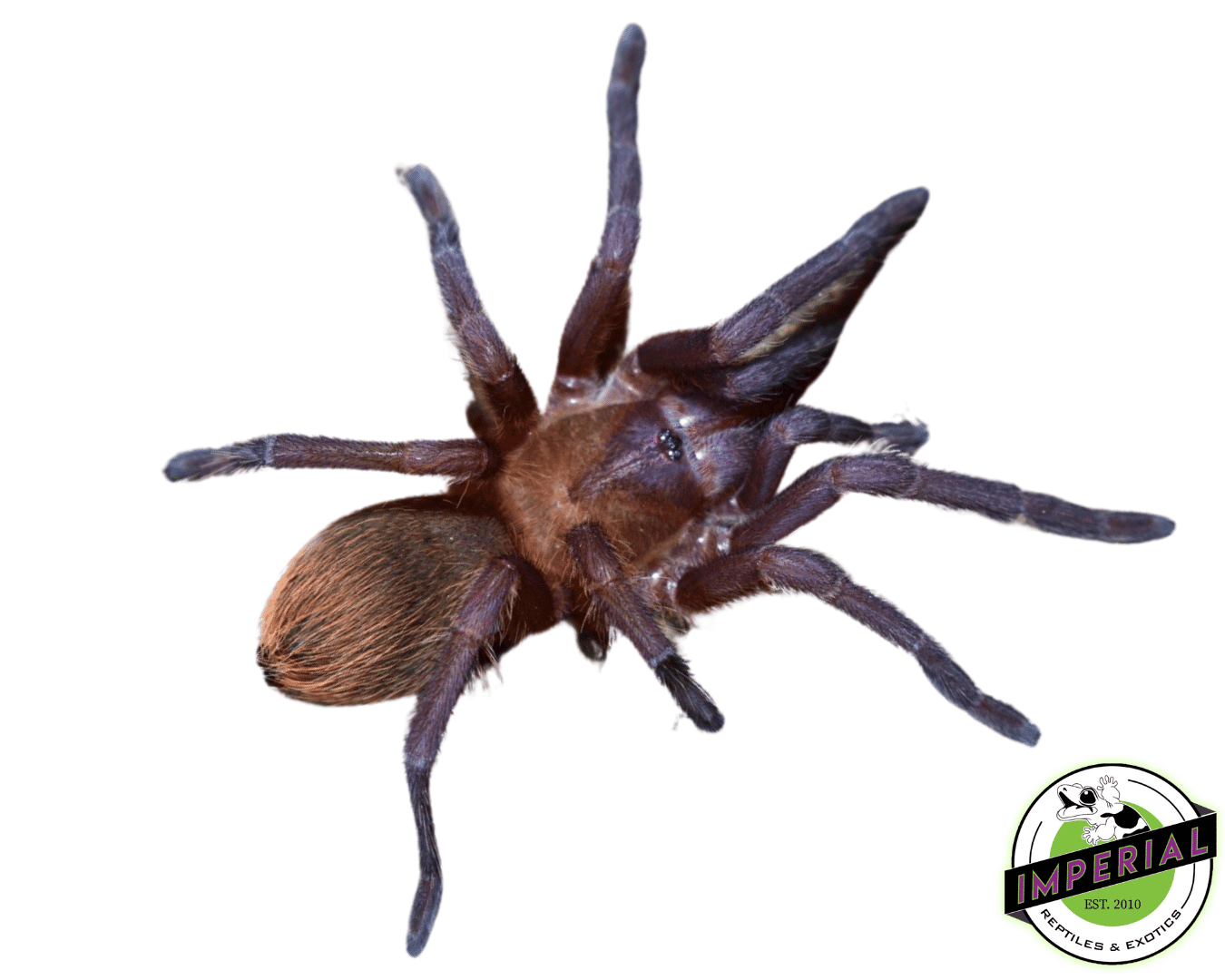 Dwarf Violet Tarantula (Citharacanthus cyaneus)