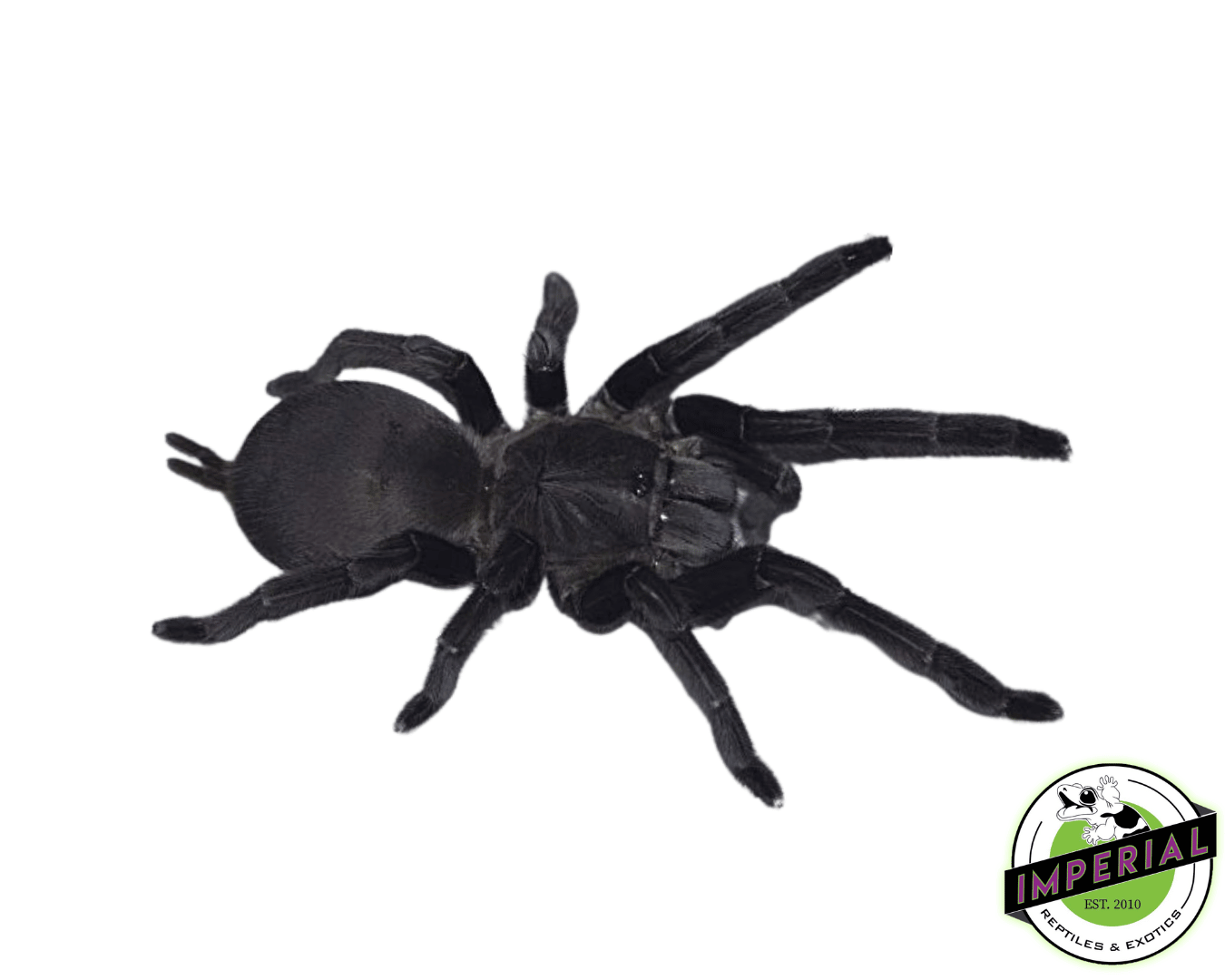 Dyscolus Black Earth-Tiger Tarantula (Chilobrachys dyscolus 'Black')