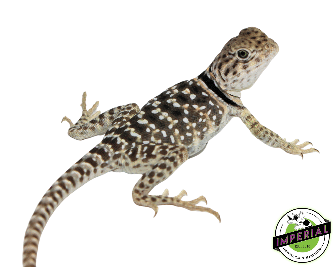 Eastern Collared Lizard Baby — image 2