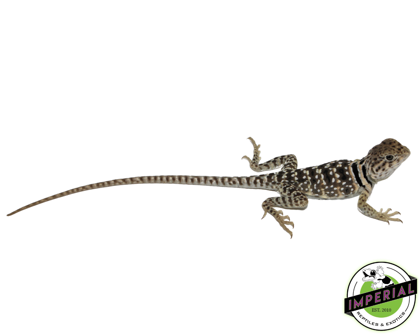 Eastern Collared Lizard Baby